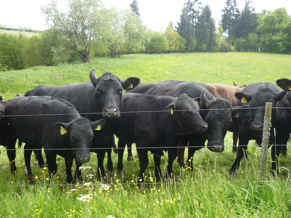 Angus- und Fleckviehzucht