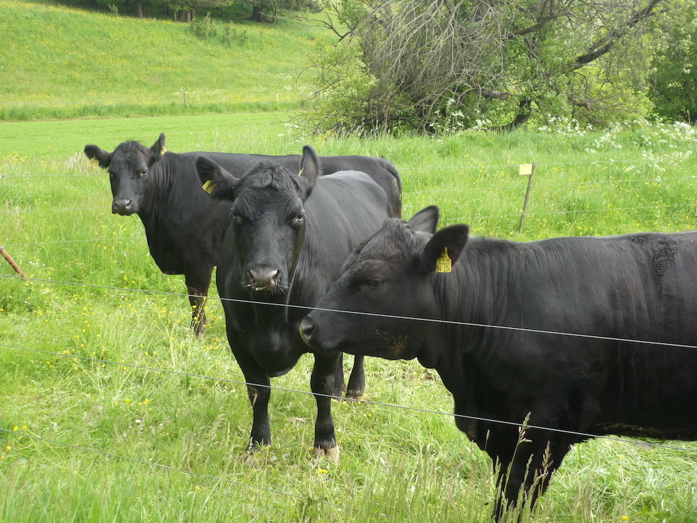 Rinder aus eigener Landwirtschaft